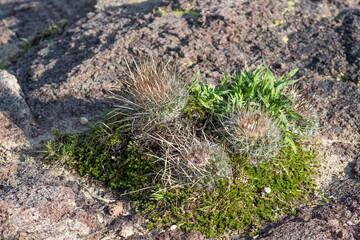 Biznaga mexicana cactus