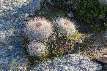 Biznaga mexicana cactus