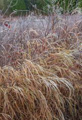 Dry tall grass in forest in a cold morning. Autumn misty rural landscape of the field with dried long swamp grass