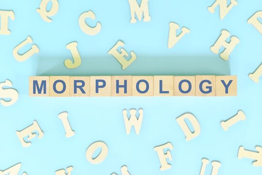 Study morphology in linguistics concept. Wooden blocks word typography flat lay in blue background.