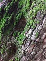 Green moss on a tree bark, Natural moss texture background