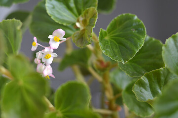 plants and flowers growing in a small garden