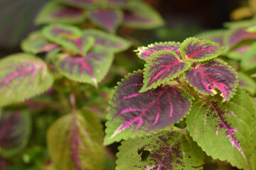 plants and flowers growing in a small garden