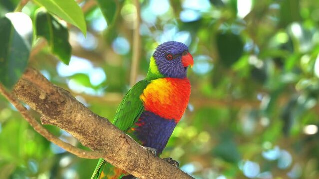 Wild rainbow lorikeet, trichoglossus moluccanus perching on the tree branch against green foliages bokeh background under beautiful sunlight, Australasian parrot with vibrant plumage.