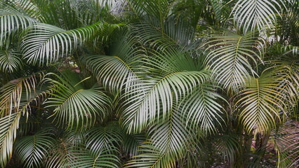Minimal Plant Background Eco