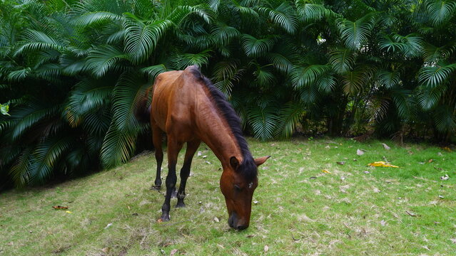 Minimal Horse Eating Organic 