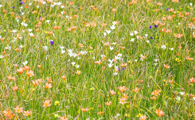 Blooming meadow green grass with white and orange flowers, symbol of summer