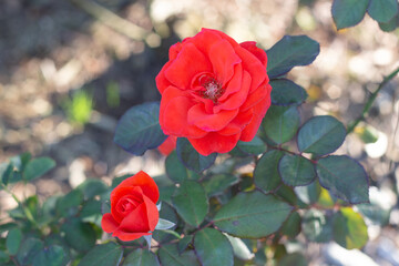 Beautiful red rose in garden