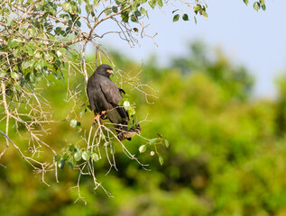 Snail Kite perched on tree branch, portrait