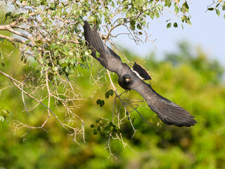 Snail Kite taking off from the tree
