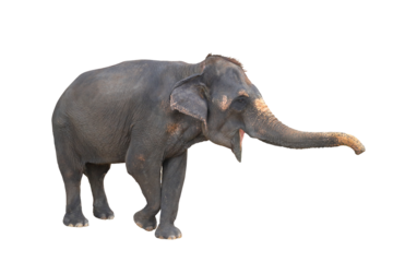 Elephant isolated on transparent background png file