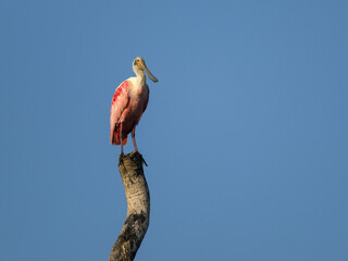 Roseate Spoonbill standing on top of dead tree against blue sky