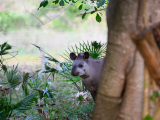 South American Tapir looking from behind the tree 