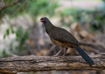 Green-barred Woodpecker on dead tree branch, portrait