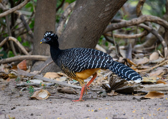 Female Bare-faced Curassow walking , closeup portrait in Pantanal, Brazil