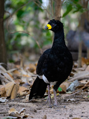 Male Bare-faced Curassow closeup portrait in Pantanal, Brazil