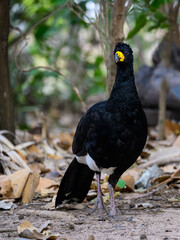 Male Bare-faced Curassow closeup portrait in Pantanal, Brazil