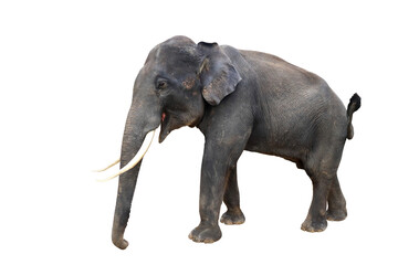 Fototapeta na wymiar Elephant isolated on transparent background png file