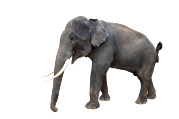 Elephant isolated on transparent background png file