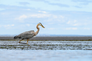 Great Blue Heron with small fish in its beak, walking on the beach at low tide, Seattle, WA

