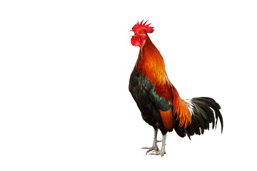 Rooster bantam crows isolate on transparent background png file - obrazy, fototapety, plakaty