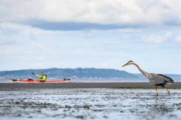 Great Blue Heron walking on the beach at low tide with a kayaker on Puget Sound in the background,...