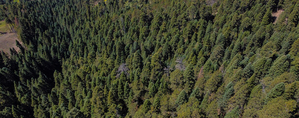 Bosques de Oyamel (Abies religiosa) en las altas montañas de México