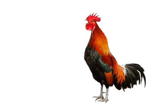 Rooster bantam crows isolate on transparent background png file