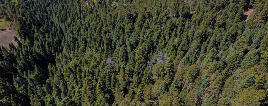 Bosques de Oyamel (Abies religiosa) en las altas monta&ntilde;as de M&eacute;xico