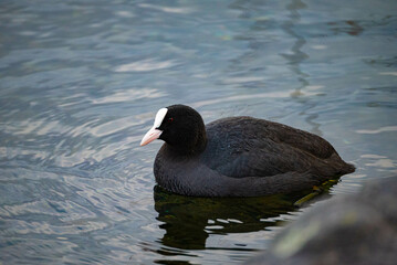 Close up of a swimming coot swimming in a lake in the park. There are no people or trademarks in the shot.