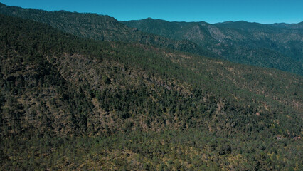 Fototapeta na wymiar Bosques de pinus hartwegii, estos bosques se encuentran en las altas montañas desde Mexico hasta Guatemala. 