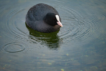 Close up of a swimming coot swimming in a lake in the park. There are no people or trademarks in the shot.