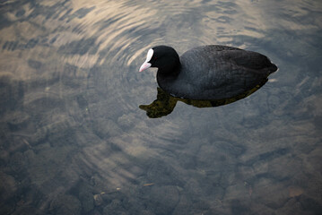 Close up of a swimming coot swimming in a lake in the park. There are no people or trademarks in the shot.