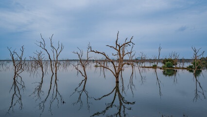 Yala National Park, the most famous park in Sri Lanka, with dry trees in the foreground at sunset