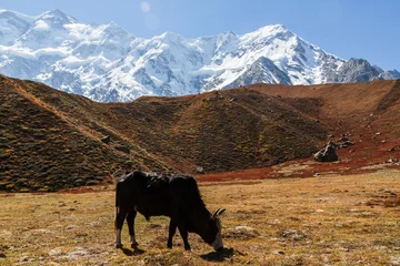 Fotobehang Nanga Parbat Cow in the field near the base camp of Nanga Parbat in autumn. Pakistan