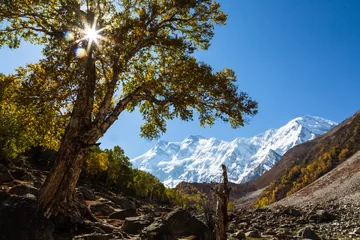 Photo sur Plexiglas Nanga Parbat Rays of the sun in the tree in autumn on the way to Nanga Parbat base camp.  Nanga Parbat in the background. Pakistan