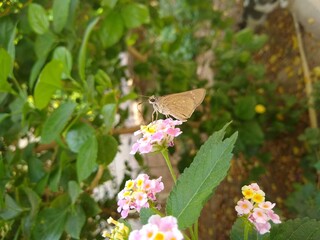 butterfly on a flower