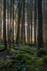 Fototapeta premium Forest with morning sunlight. Misty rainforest and bright sun beams through trees branches, autumn dark woodland