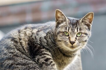 カメラを見つめる猫