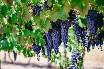 Bunches of ripe grapes growing on at a vineyard in Swan Valley, Western Australia