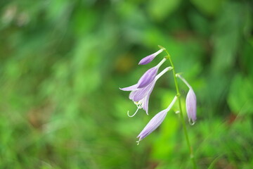 Obraz premium コバギボウシ