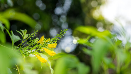 Yellow elder flower with rainy day and rain drops in morning, Also called Yellow Ttrumpetbush,Yellow bells,Ginger-thomas, Nature background, Thailand.