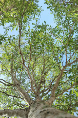 Landscape the big tree with nature background
