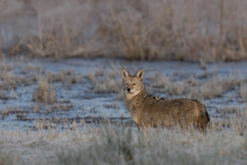 Wild Coyote on a Frosty Winter Morning in Nisqually National Wildlife Refuge