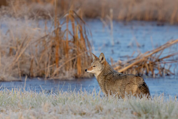 Wild Coyote on a Frosty Winter Morning in Nisqually National Wildlife Refuge