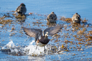 American Wigeon on a Sunny Winter Day