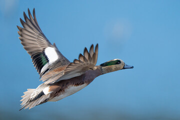 American Wigeon on a Sunny Winter Day