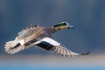 American Wigeon on a Sunny Winter Day