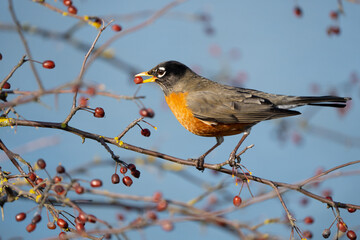 American Robin Feeds on Berries on a Sunny Winter Day