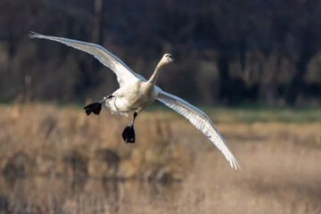 Tundra Swan Flies into Nisqually National Wildlife Refuge in Winter